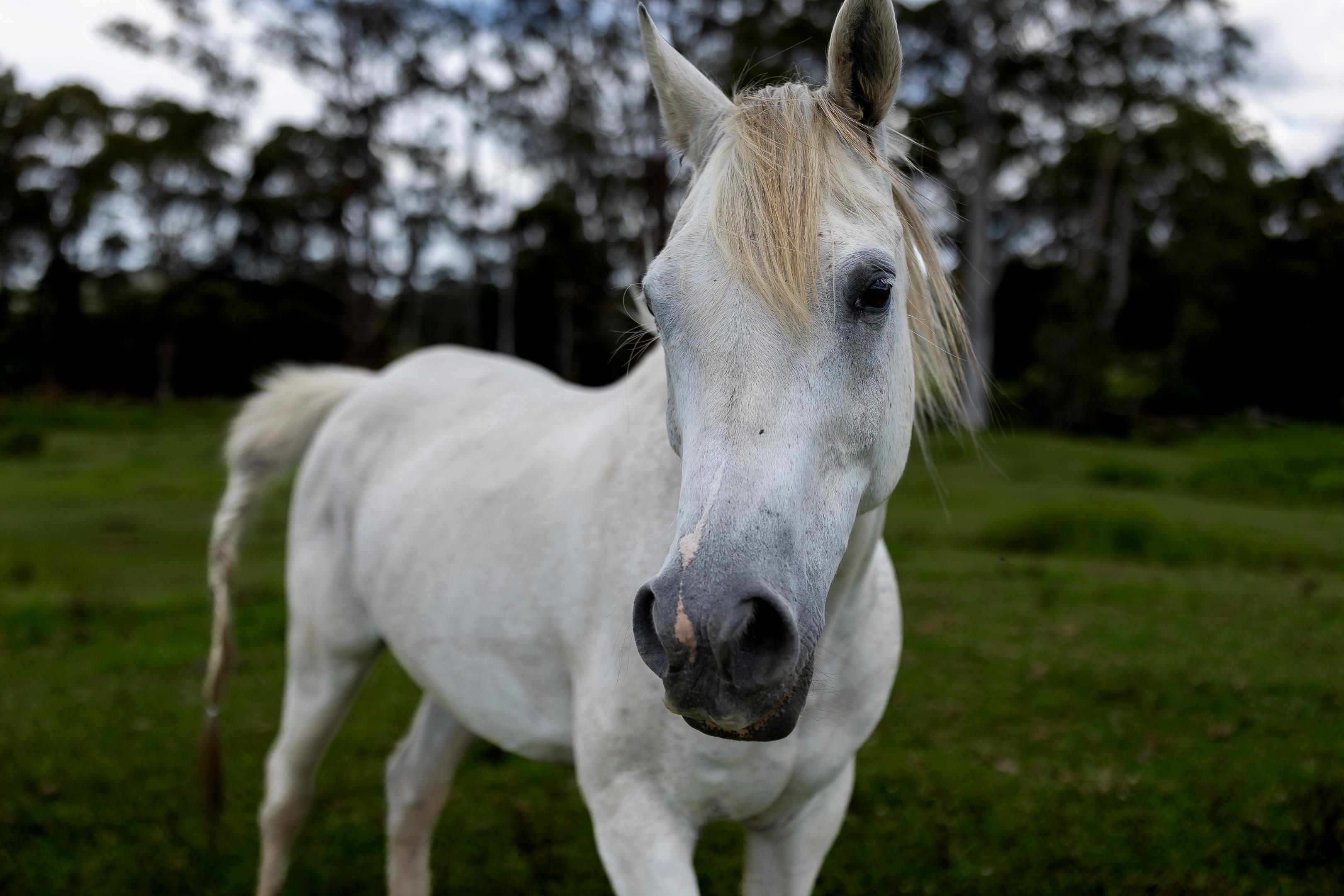 From Newcastle to Mandalong - Stepping In When Their Photographer Fell Through (and a Majestic Horse!)